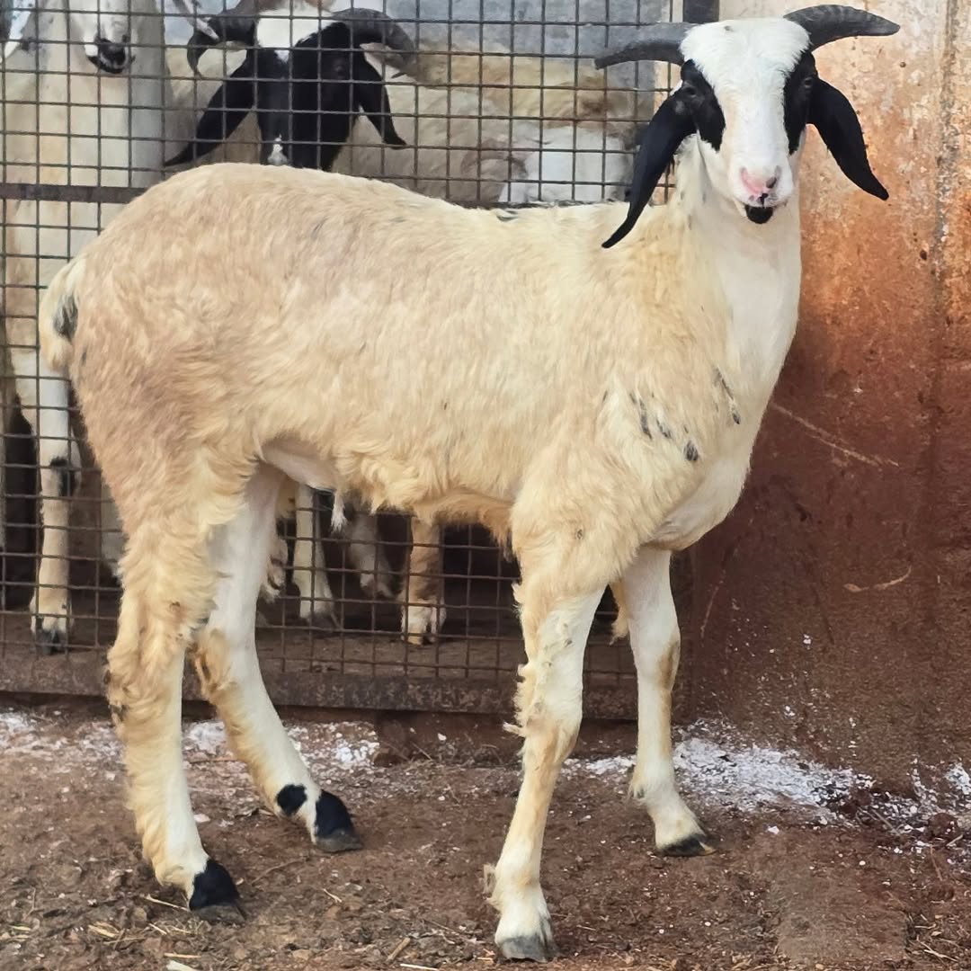 Ramnad White Sheep